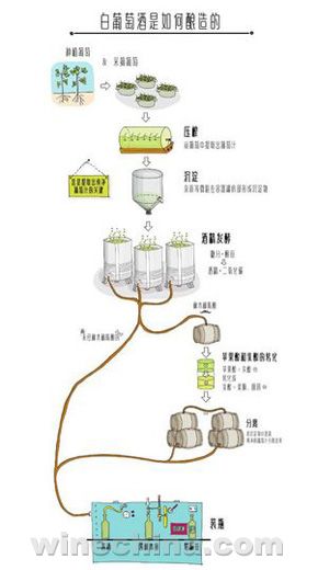 葡萄酒常识：白葡萄酒是如何酿成的？